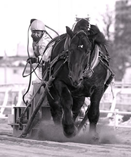 ばんばイメージ写真